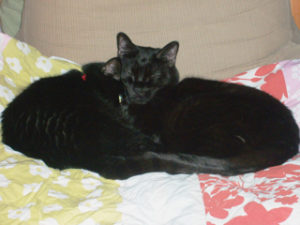 Kitties